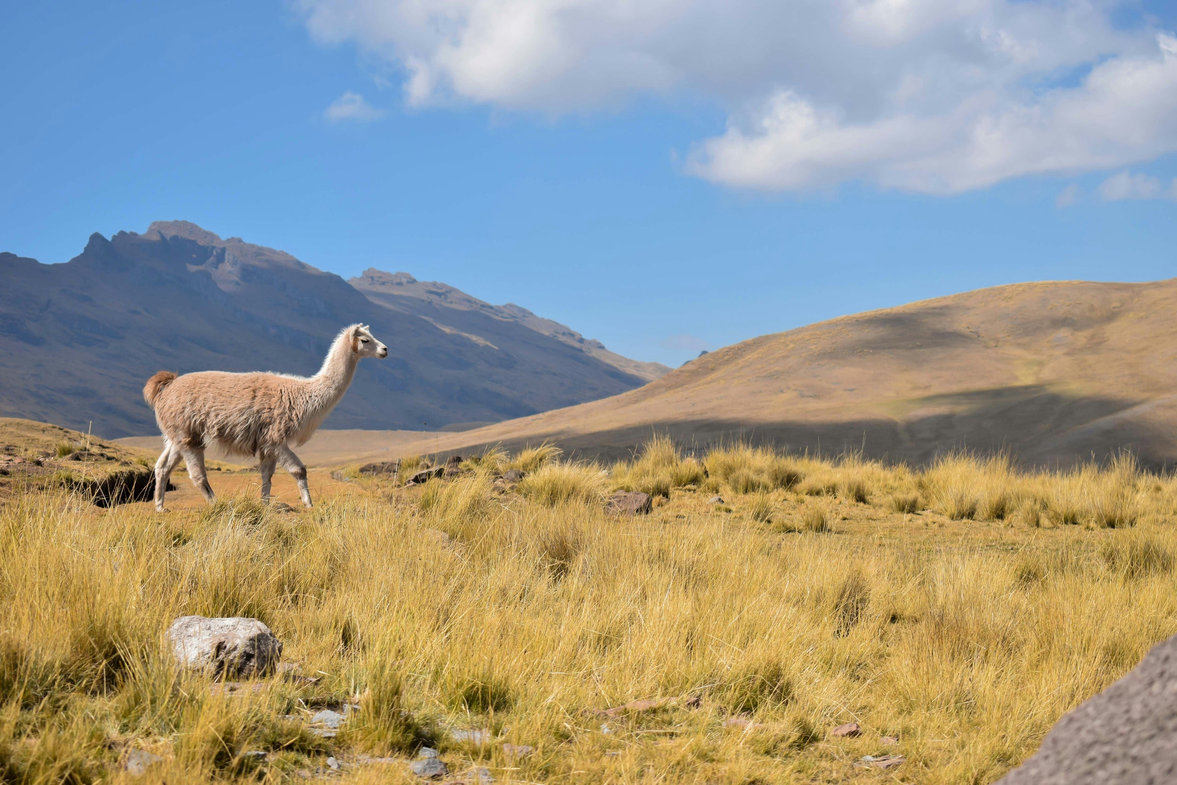Monthly Theme: Alpaca!